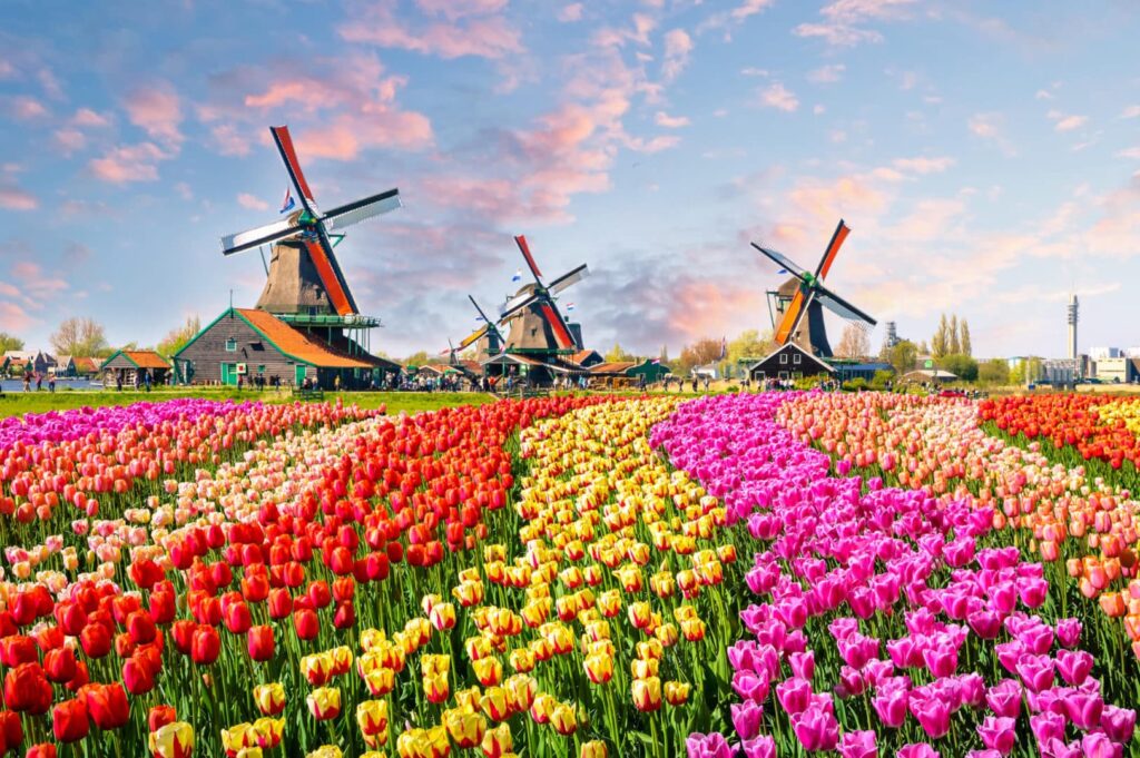 fmp global netherlands 490194529
